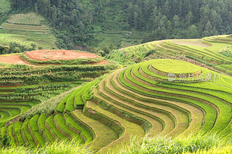 美丽的风景，绿色的稻田准备在越南西北部的梯田日落山在木仓寨，Yen Bai，越南